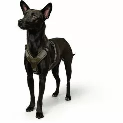 HUNTER Geschirr »Aalborg«, S, Rindsleder/nylon, Olivgruen/grau -Günstiges Tierbedarf Geschäft unnamed file 9230