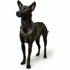 HUNTER Geschirr »Aalborg«, S, Rindsleder/nylon, Olivgruen/grau -Günstiges Tierbedarf Geschäft unnamed file 9233