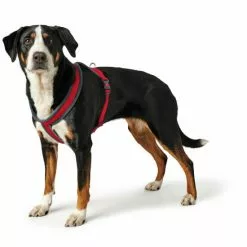 HUNTER Geschirr »London«, L/2, Polyester, Rot -Günstiges Tierbedarf Geschäft unnamed file 9285