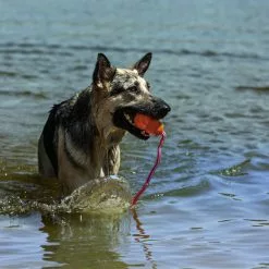 KONG® Hundespielzeug, Mehrfarbig -Günstiges Tierbedarf Geschäft unnamed file 9399