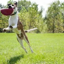 KONG® Hundespielzeug, Mehrfarbig -Günstiges Tierbedarf Geschäft unnamed file 9417