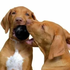 KONG® Hundespielzeug, Mehrfarbig -Günstiges Tierbedarf Geschäft unnamed file 9427