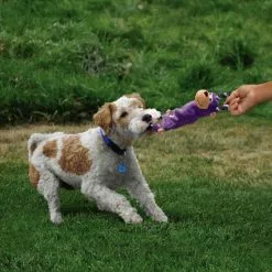 KONG® Hundespielzeug, Mehrfarbig -Günstiges Tierbedarf Geschäft unnamed file 9455
