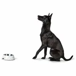 HUNTER Futternapf »Baku«, Edelstahl, Weiß/grau, 0,7 L 7 HUNTER Futternapf »Baku«, Edelstahl, Weiß/grau, 0,7 L -Günstiges Tierbedarf Geschäft unnamed file 9536