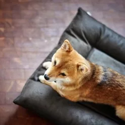 HUNTER Hunde-Bett, BxHxL: 70 X 12 X 100 Cm, Schwarz -Günstiges Tierbedarf Geschäft unnamed file 9599