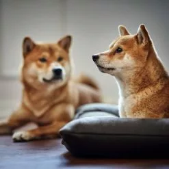 HUNTER Hunde-Bett, BxHxL: 70 X 12 X 100 Cm, Schwarz -Günstiges Tierbedarf Geschäft unnamed file 9600