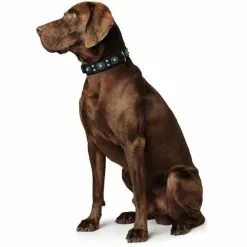 HUNTER Halsband »Sioux«, Gr. S-M, Schwarz -Günstiges Tierbedarf Geschäft unnamed file 9693