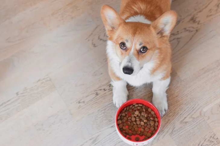 Günstiges Tierbedarf Geschäft -Günstiges Tierbedarf Geschäft Pembroke Welsh Corgi laying next to its bowl of kibble